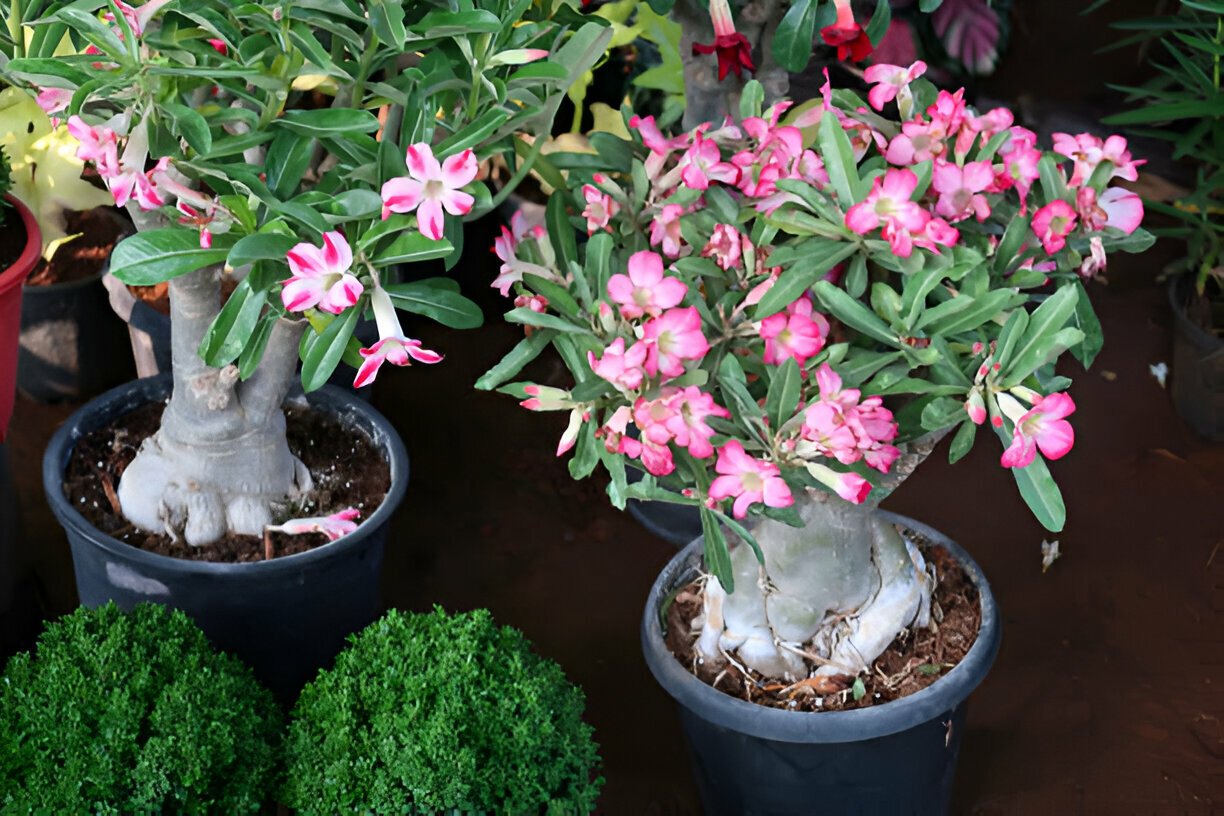 3 Tips for Better Bonsai