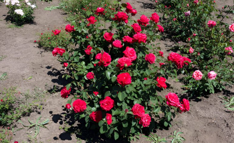 Are Roses Drought Tolerant? Expert Advice for Growing Roses in Dry Yards