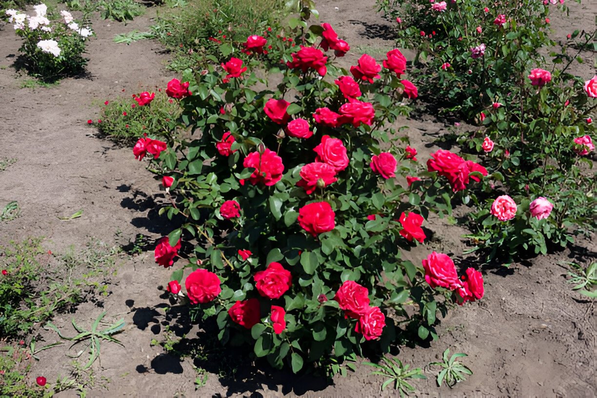 Are Roses Drought Tolerant? Expert Advice for Growing Roses in Dry Yards