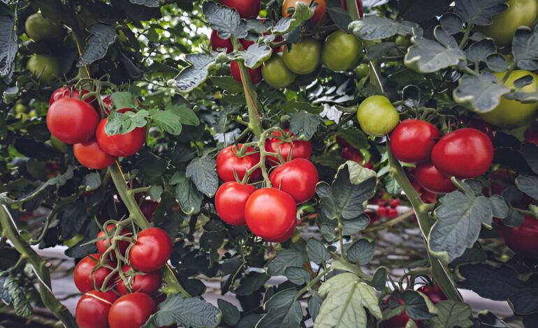 Tomatoes Not Turning Red? 4 Reasons Why and What To Do