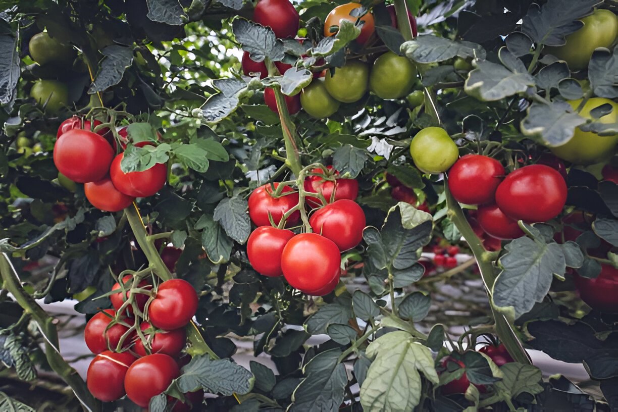 Tomatoes Not Turning Red? 4 Reasons Why and What To Do