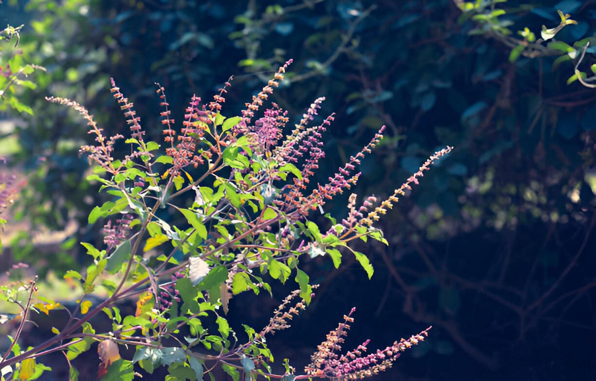 The Ultimate Guide to Making Your Tulsi Plant Bushy and Healthy