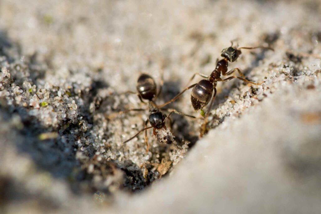 How to keep ants away